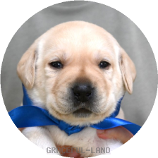 英国ラブラドールの子犬